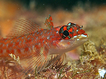 Lizard Triplefin - Crocodilichthys gracilis - Cabo San Lucas, Mexico