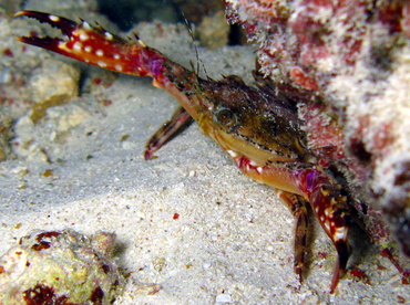 Blackpoint Sculling Crab - Cronious ruber - Belize
