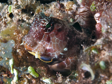 Triplespot Blenny - Crossosalarias macrospilus - Great Barrier Reef, Australia