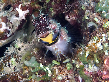 Triplespot Blenny - Crossosalarias macrospilus - Great Barrier Reef, Australia