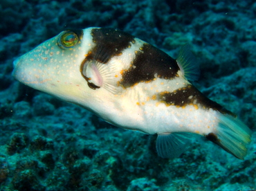 Hawaiian Crown Toby - Canthigaster coronata - Big Island, Hawaii