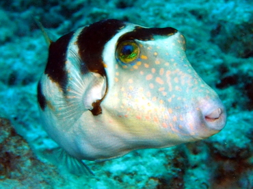 Hawaiian Crown Toby - Canthigaster coronata - Big Island, Hawaii