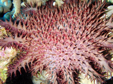 Crown-Of-Thorns - Acanthaster planci - Big Island, Hawaii