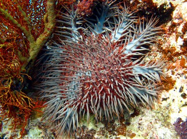 Crown-Of-Thorns - Acanthaster planci - Palau