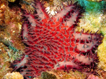 Crown-Of-Thorns - Acanthaster planci - Lanai, Hawaii