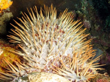 Crown-Of-Thorns - Acanthaster planci - Dumaguete, Philippines