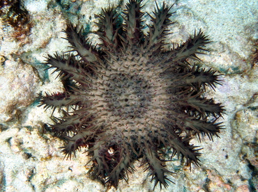 Crown-Of-Thorns - Acanthaster planci - Big Island, Hawaii