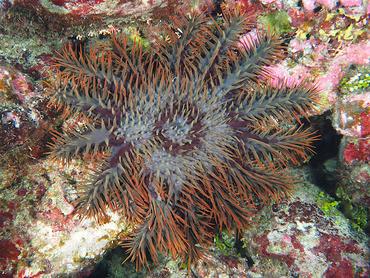 Crown-Of-Thorns - Acanthaster planci - Rangiroa, French Polynesia