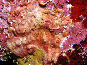 Crustose Coralline Algae -  - Roatan, Honduras