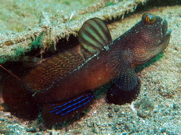 Barred Shrimpgoby - Cryptocentrus fasciatus - Lembeh Strait, Indonesia