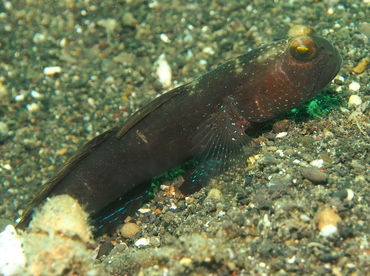 Barred Shrimpgoby - Cryptocentrus fasciatus - Lembeh Strait, Indonesia