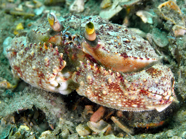 Shameface Heart Crab - Cryptosoma bairdii - Blue Heron Bridge, Florida