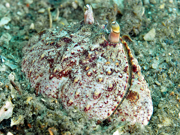 Shameface Heart Crab - Cryptosoma bairdii - Blue Heron Bridge, Florida