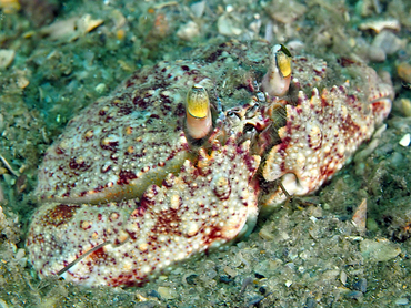 Shameface Heart Crab - Cryptosoma bairdii - Blue Heron Bridge, Florida