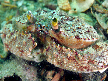 Shameface Heart Crab - Cryptosoma bairdii - Blue Heron Bridge, Florida