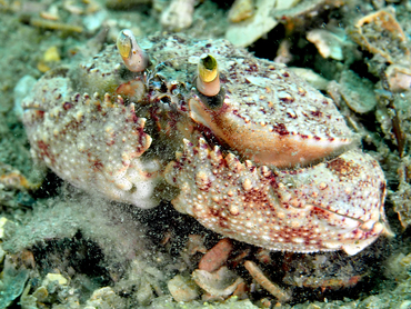 Shameface Heart Crab - Cryptosoma bairdii - Blue Heron Bridge, Florida