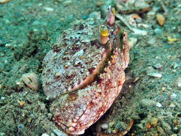 Shameface Heart Crab - Cryptosoma bairdii - Blue Heron Bridge, Florida