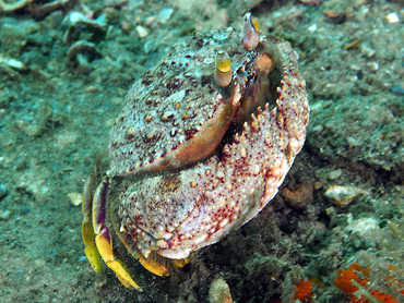 Shameface Heart Crab - Cryptosoma bairdii - Blue Heron Bridge, Florida