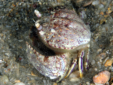 Shameface Heart Crab - Cryptosoma bairdii - Blue Heron Bridge, Florida