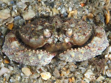 Shameface Heart Crab - Cryptosoma balguerii - Blue Heron Bridge, Florida