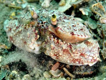 Shameface Heart Crab - Cryptosoma balguerii - Blue Heron Bridge, Florida