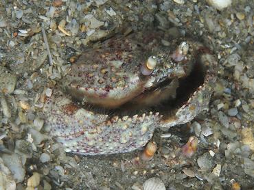 Shameface Heart Crab - Cryptosoma balguerii - Blue Heron Bridge, Florida