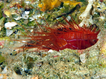 Electric Fileclam - Ctenoides ales - Palau