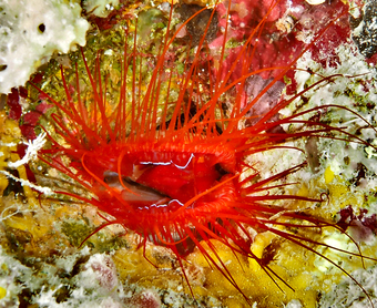 Electric Fileclam - Ctenoides ales - Great Barrier Reef, Australia