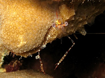 Spotted-Arm Cuapetes Shrimp - Cuapetes lacertae - Yap, Micronesia