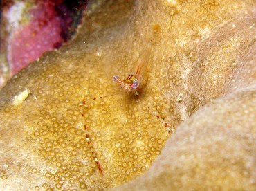 Spotted-Arm Cuapetes Shrimp - Cuapetes lacertae - Yap, Micronesia