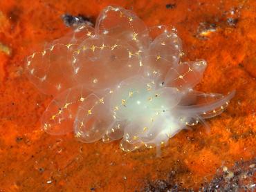Elegant Sapsucking Slug - Cyerce elegans - Bali, Indonesia
