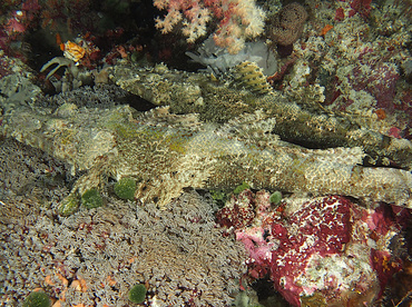 Crocodile Flathead - Cymbacephalus beauforti - Wakatobi, Indonesia