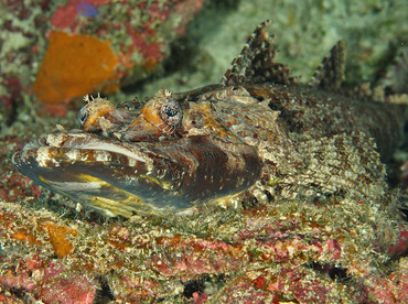 Crocodile Flathead - Cymbacephalus beauforti - Wakatobi, Indonesia