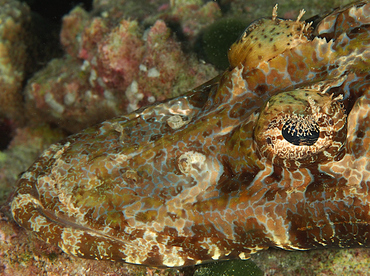 Crocodile Flathead - Cymbacephalus beauforti - Wakatobi, Indonesia