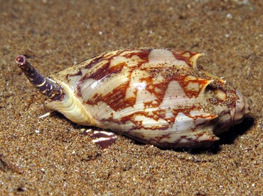 Bat Volute - Cymbiola vespertilio - Dumaguete, Philippines