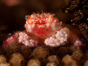 Blue-Eyed Coral Crab - Cymo quadrilobatus - Palau