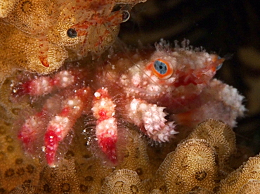 Blue-Eyed Coral Crab - Cymo quadrilobatus - Palau