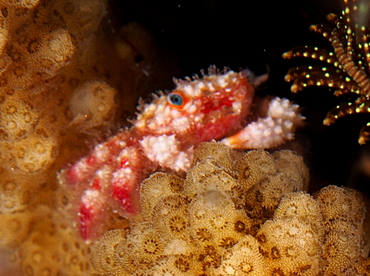 Blue-Eyed Coral Crab - Cymo quadrilobatus - Palau
