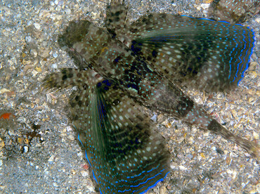 Flying Gurnard - Dactylopterus volitans - Blue Heron Bridge, Florida