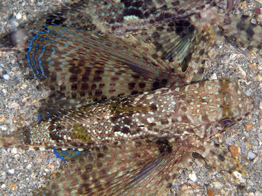 Flying Gurnard - Dactylopterus volitans - Blue Heron Bridge, Florida