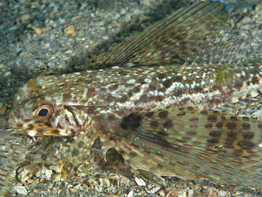 Flying Gurnard - Dactylopterus volitans - Blue Heron Bridge, Florida