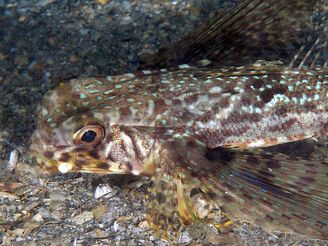 Flying Gurnard - Dactylopterus volitans - Blue Heron Bridge, Florida