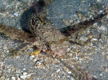 Flying Gurnard - Dactylopterus volitans - Blue Heron Bridge, Florida