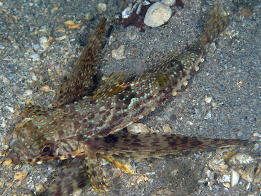 Flying Gurnard - Dactylopterus volitans - Blue Heron Bridge, Florida