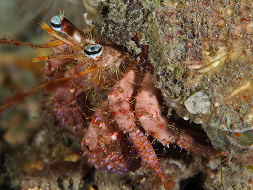 Bareye Hermit Crab - Dardanus fucosus - Palm Beach, Florida