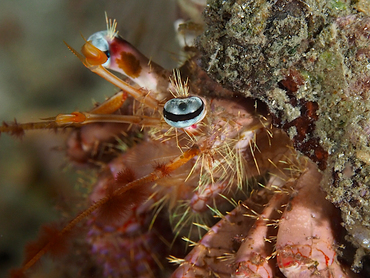 Bareye Hermit Crab - Dardanus fucosus - Palm Beach, Florida
