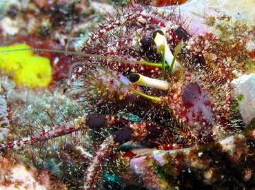 Dark Knee Hermit Crab - Dardanus lagopodes - Yap, Micronesia