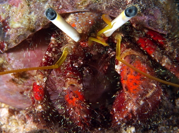 Dark Knee Hermit Crab - Dardanus lagopodes - Fiji