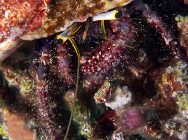 Dark Knee Hermit Crab - Dardanus lagopodes - Palau