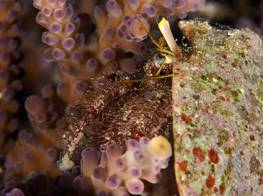 Dark Knee Hermit Crab - Dardanus lagopodes - Wakatobi, Indonesia